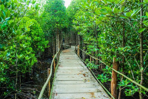 Obtaining CRZ Clearance for development of Mangrove Park at Gorai – Manori area